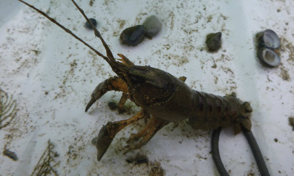 INTERDICTION DE CONSOMMATION DES ÉCREVISSES 