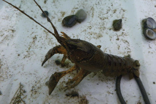 INTERDICTION DE CONSOMMATION DES ÉCREVISSES 