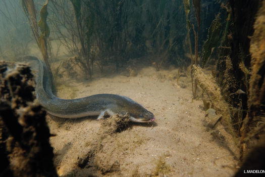 Fermeture anticipée de la pêche de loisir en eau douce de l'anguille